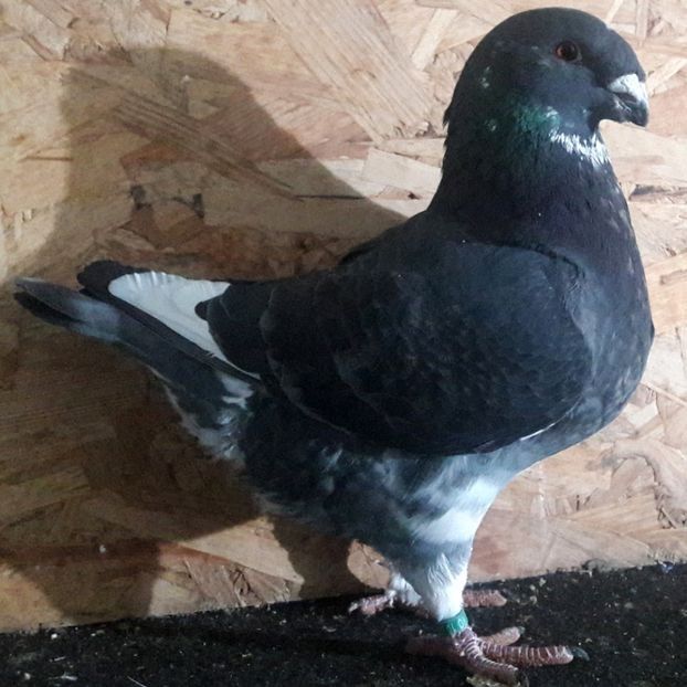 113151651 (1) - 3---AGH DAȚI 2019 - 2025