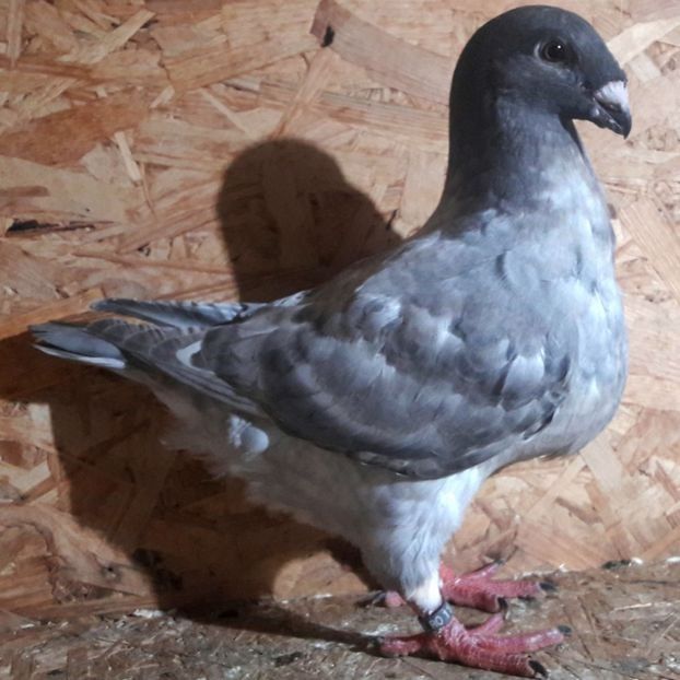  - 3---AGH DAȚI 2019 - 2025