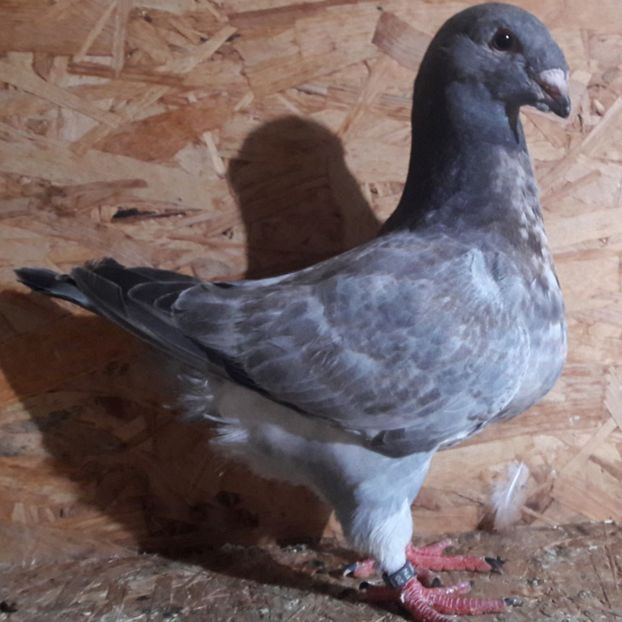  - 3---AGH DAȚI 2019 - 2025