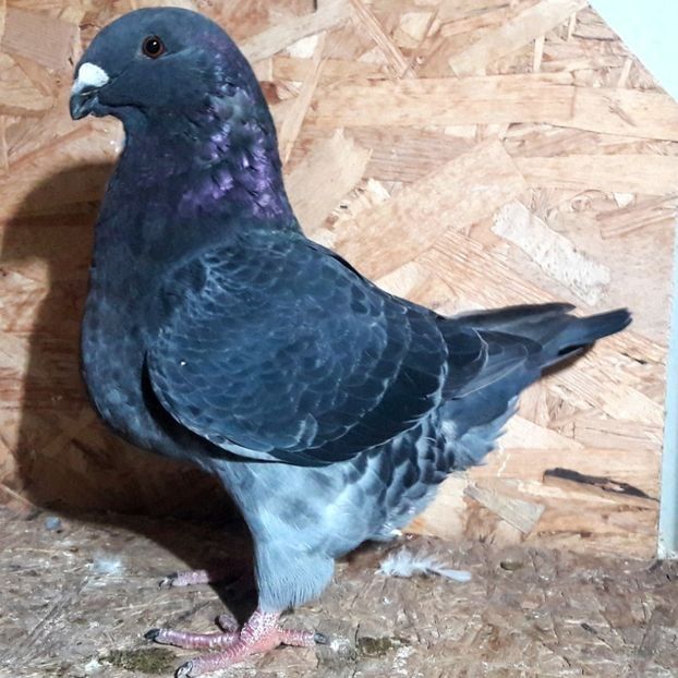  - 3---AGH DAȚI 2019 - 2025