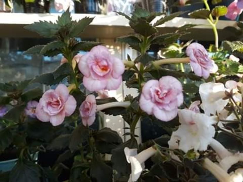  - 0001 2022 - Amelia Vitorino