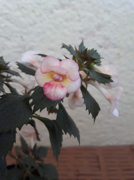  - 001 2021 - Lemon Orchard