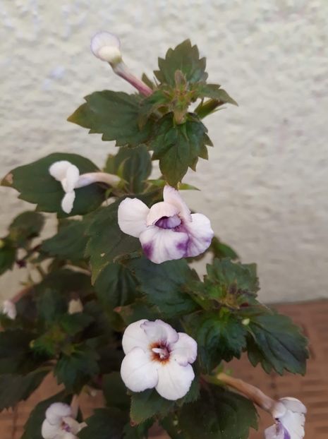 2020 - R20 - Jemmima o Riley