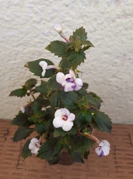  - R20 - Jemmima o Riley