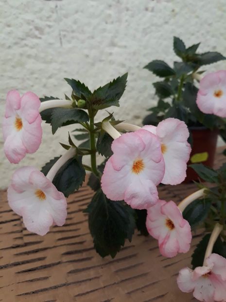  - 001 2021 - Vie en Rose posibil