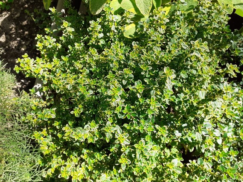 Lemon-thyme cimbrisor de lamaie - PLANTE COMESTIBILE