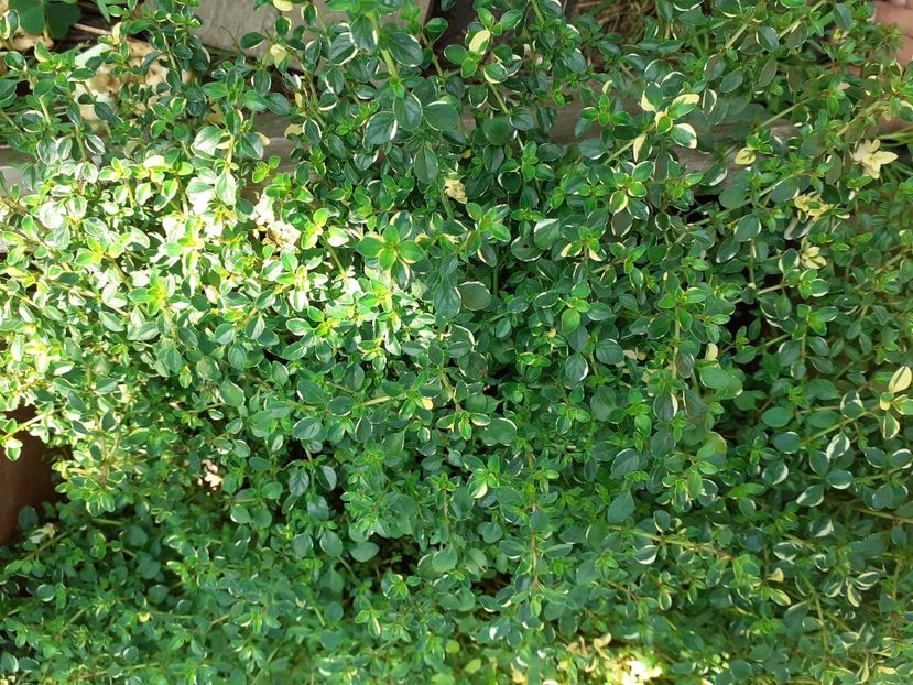 Cimbrisor variegat - PLANTE COMESTIBILE