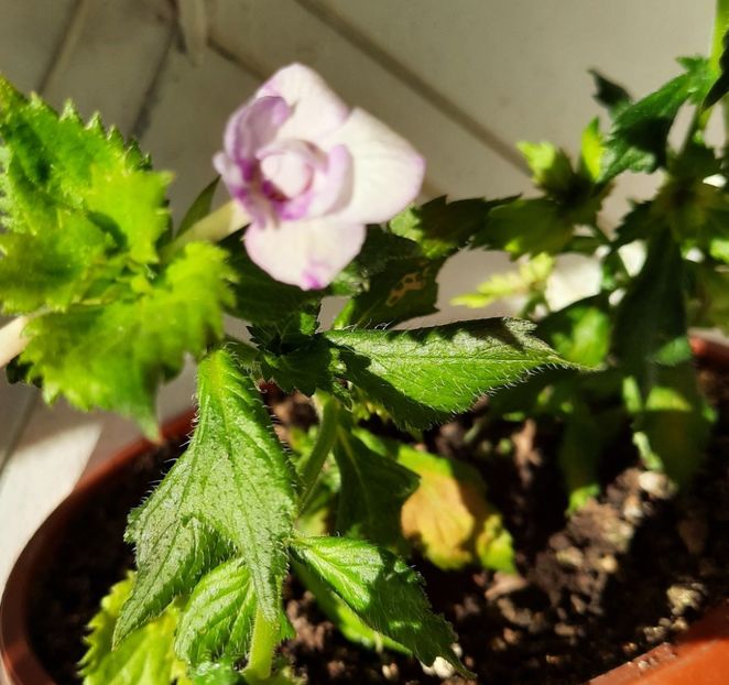 20200828_082413~2 - QUEEN OF LACE