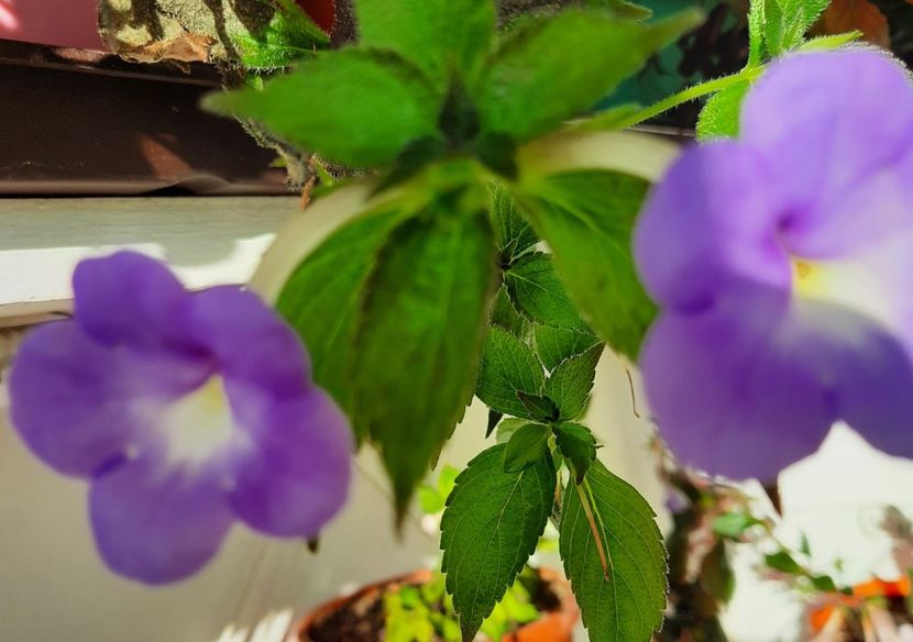 20200828_082428~2 - Annie Belle