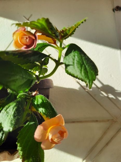  - RFs TROPICANA