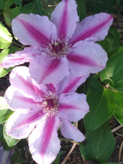  - dragostea  de natura