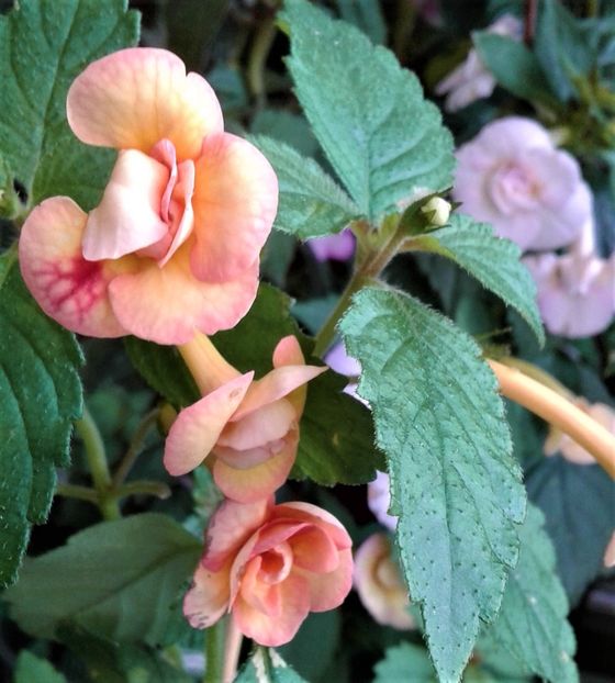  - 0000 ACHIMENES