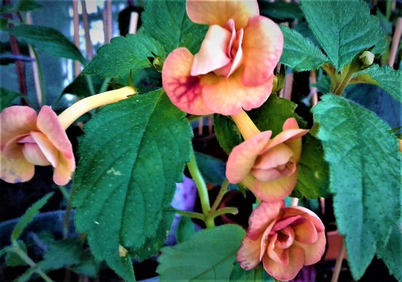  - 0000 ACHIMENES
