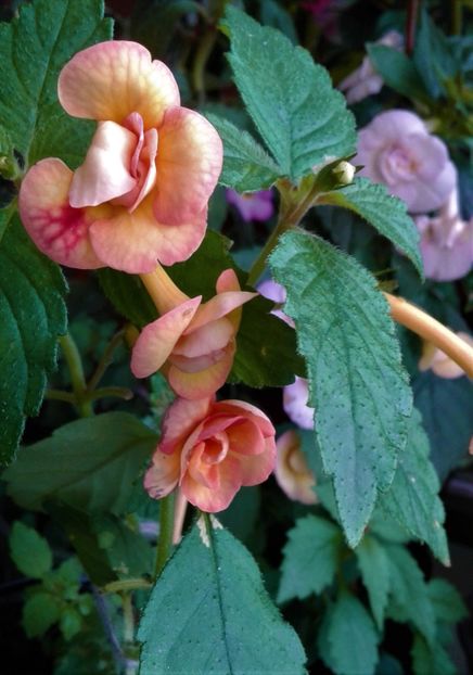  - 0000 ACHIMENES