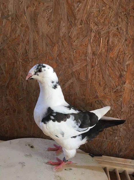 AC1F8815-8463-407B-83C4-42E222AC5A79 - Porumbei vanduti 2017-2025