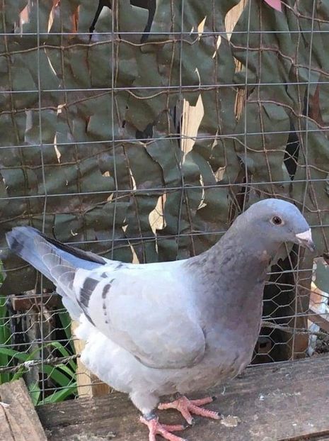 81FC8AAD-3A7E-4868-AB5B-738469B89C2E - Porumbei vanduti 2017-2025