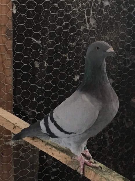 C82B3BE7-D352-4E4C-98DC-57B8FE9FE400 - Porumbei vanduti 2017-2025