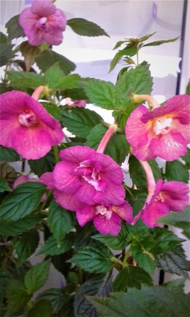  - Achimenes Nia 2020