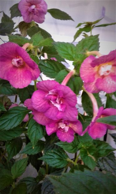  - Achimenes Nia 2020