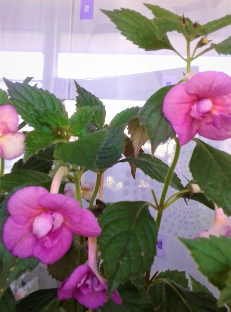  - Achimenes Nia 2020