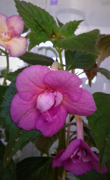  - Achimenes Nia 2020