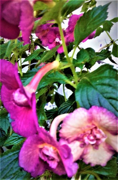  - Achimenes Nia 2020