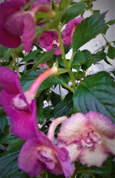  - Achimenes Nia 2020