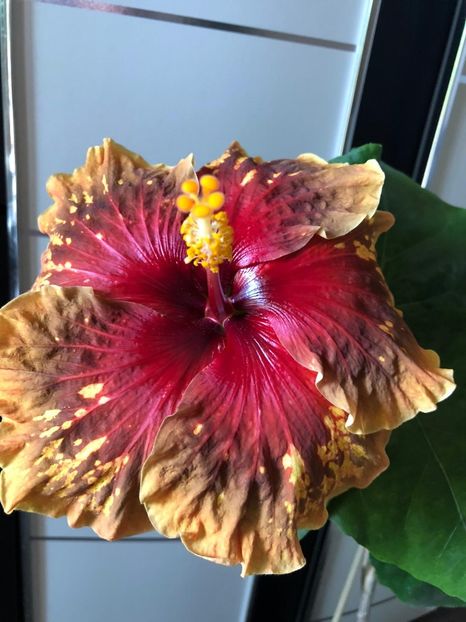 Moorea Princess Oksana - seminte A