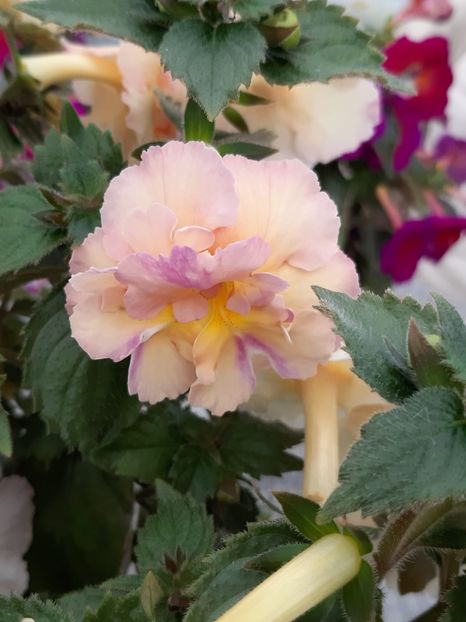 Y.E. Rose - Achi din semințe BriDs 2020