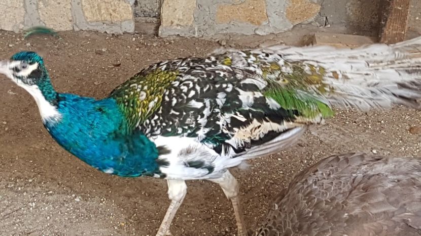  - PAUNI