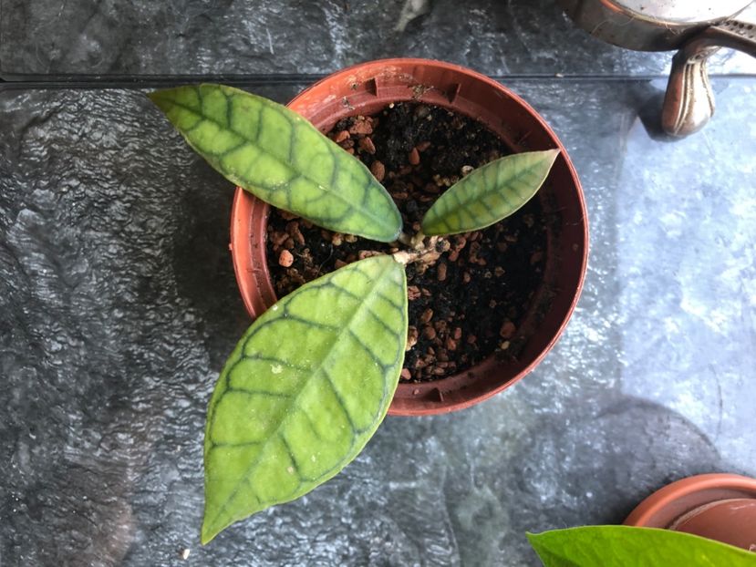 hoya callistophylla - Hoya Callistophylla