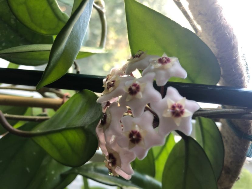 Hoya Carnosa - Hoya Carnosa