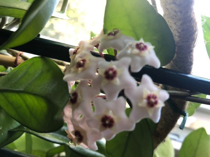 Hoya Carnosa - Hoya Carnosa