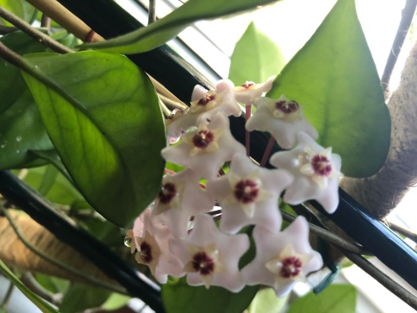 Hoya Carnosa - Hoya Carnosa