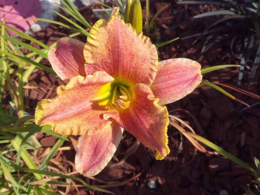 Gamma Quadrant - Hemerocallis 2020