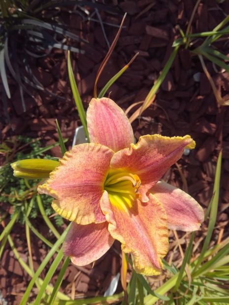 Gamma Quadrant - Hemerocallis 2020