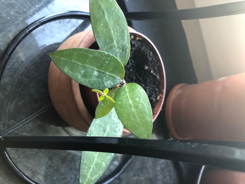 Hoya Elliptica - Hoya Elliptica