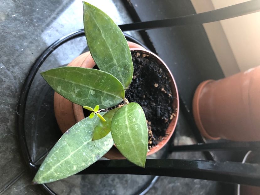 Hoya Elliptica - Hoya Elliptica