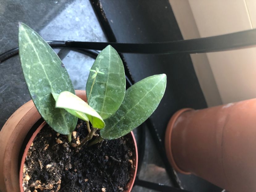 Hoya Elliptica - Hoya Elliptica