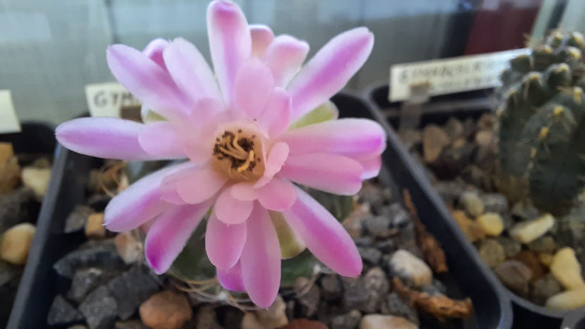 28.08.2020 - Gymnocalycium damsii v tucavocence