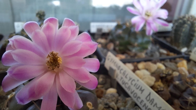 28.08.2020 - Gymnocalycium damsii v tucavocence