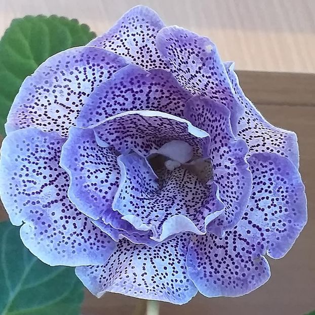  - Gloxinia 2020
