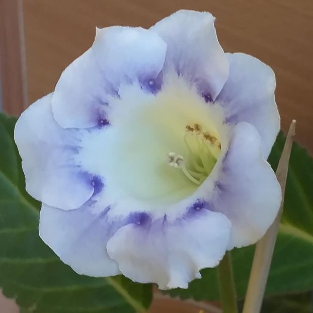  - Gloxinia 2020
