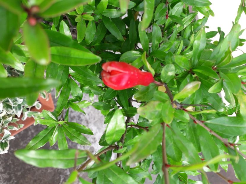 Rodiu (Punica granatum), flori - r Vara 2020-2021-2022-2023