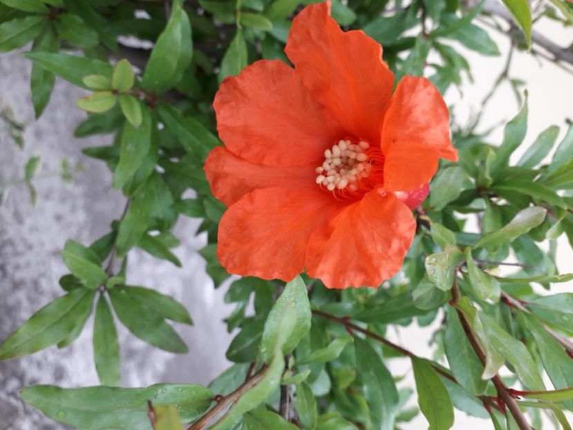 Rodiu (Punica granatum), flori - r Vara 2020-2021-2022-2023