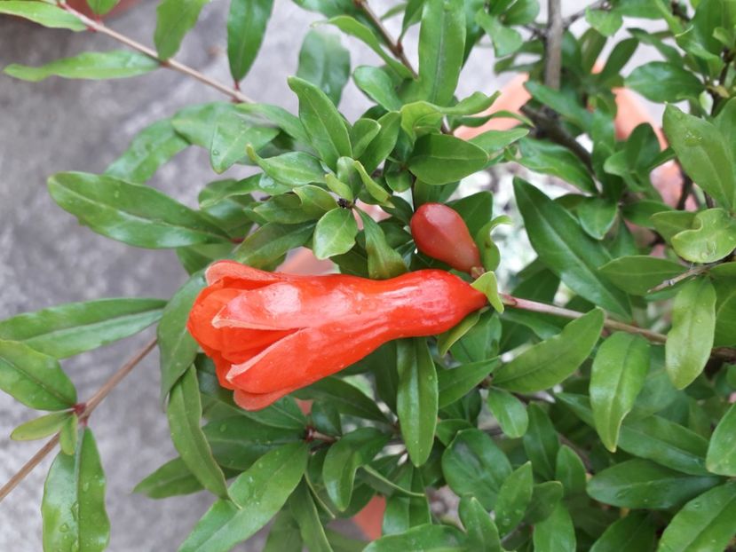 Rodiu (Punica granatum), flori - r Vara 2020-2021-2022-2023