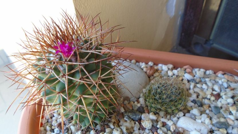 Mammillaria rhodantha - Cactusi 2020 evolutie vara bis
