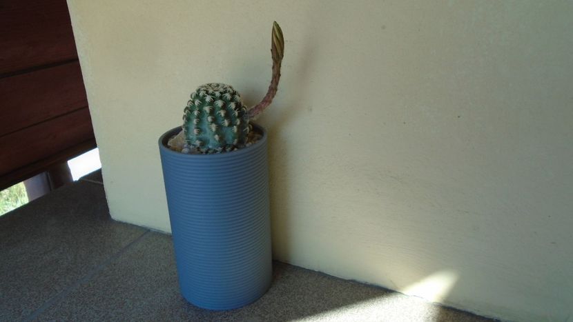 Pygmaeocereus bieblii, flori nocturne - Cactusi 2020 evolutie vara bis