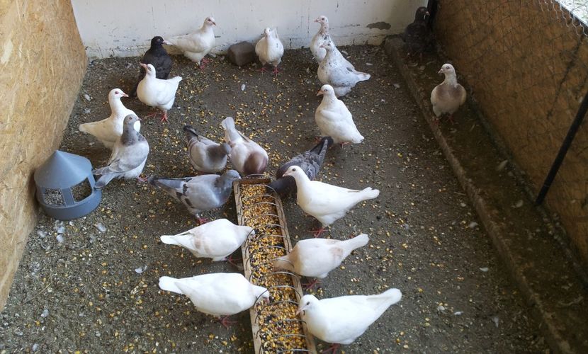  - 17 PORUMBEI TEXANI DE VANZARE