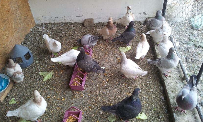  - 17 PORUMBEI TEXANI DE VANZARE